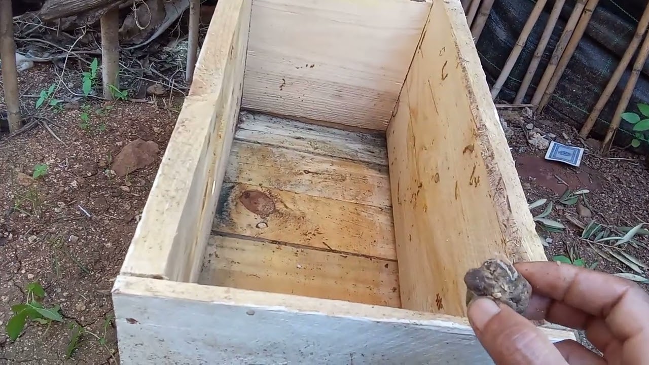 Как поймать рои диких пчел: старый метод