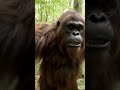 Sassy Sasquatch #sasquatchlife #viral #vitalshorts #funny