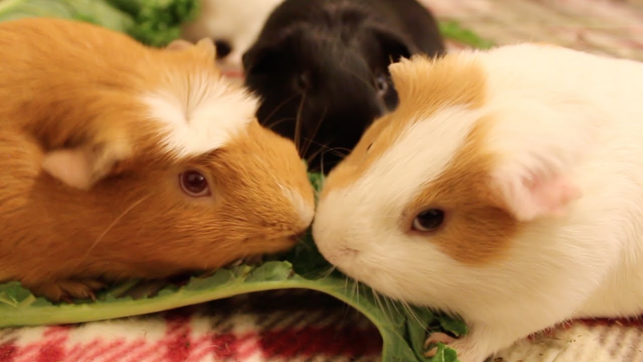 Adorable guinea pigs eating