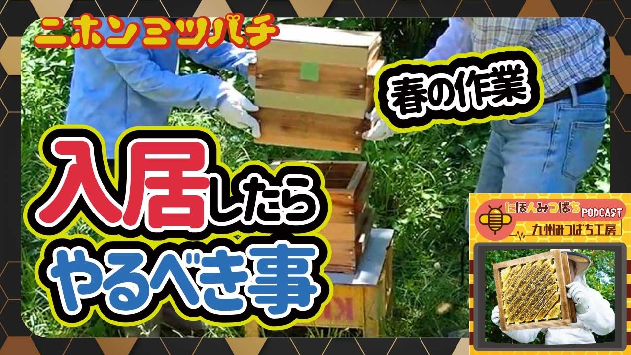 入居したら次は何をする？【ミツバチを傷つけない継箱のやり方｜入居