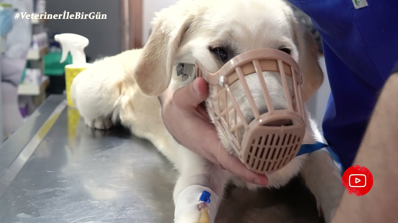 VİRÜS SİNİRLERE YERLEŞMİŞ!