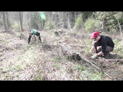 Spring planting at Pack Forest