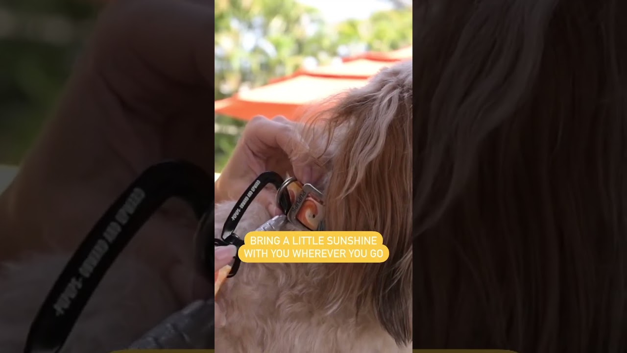 Check out Pupups' amazing prints! 🐾