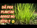 PLANTIO DE ARROZ NO SÍTIO/DÁ PRA PLANTAR ARROZ?NOSSA NOVA EXPERIÊNCIA NA ROÇA/Bora pra Roça?