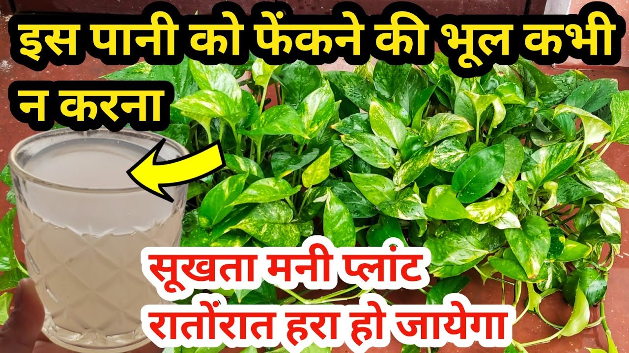 Money plant care & fertilizer.Best homemade fertilizer for money plant