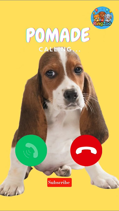 🐶 🤙 🐕#ringtone #catshorts #cutepets #animalshorts #catsoftiktok #funnyanimals #dailyaww #2025trends