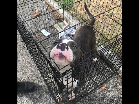 Abandoned but NOT forgotten - Stray Rescue of St.Louis