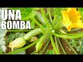 PerchÃ© OMBREGGIARE le ZUCCHINE