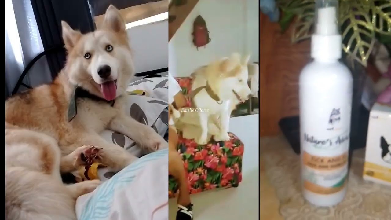 ITO ANG NAKATANGGAL NG GARAPATA SA AKING MGA ASO. ANG LAMBOT PA NG KANILANG BALAHIBO.