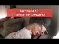 MATILDA MUST SURVIVE THE OPERATION! | WEEKLY VLOG