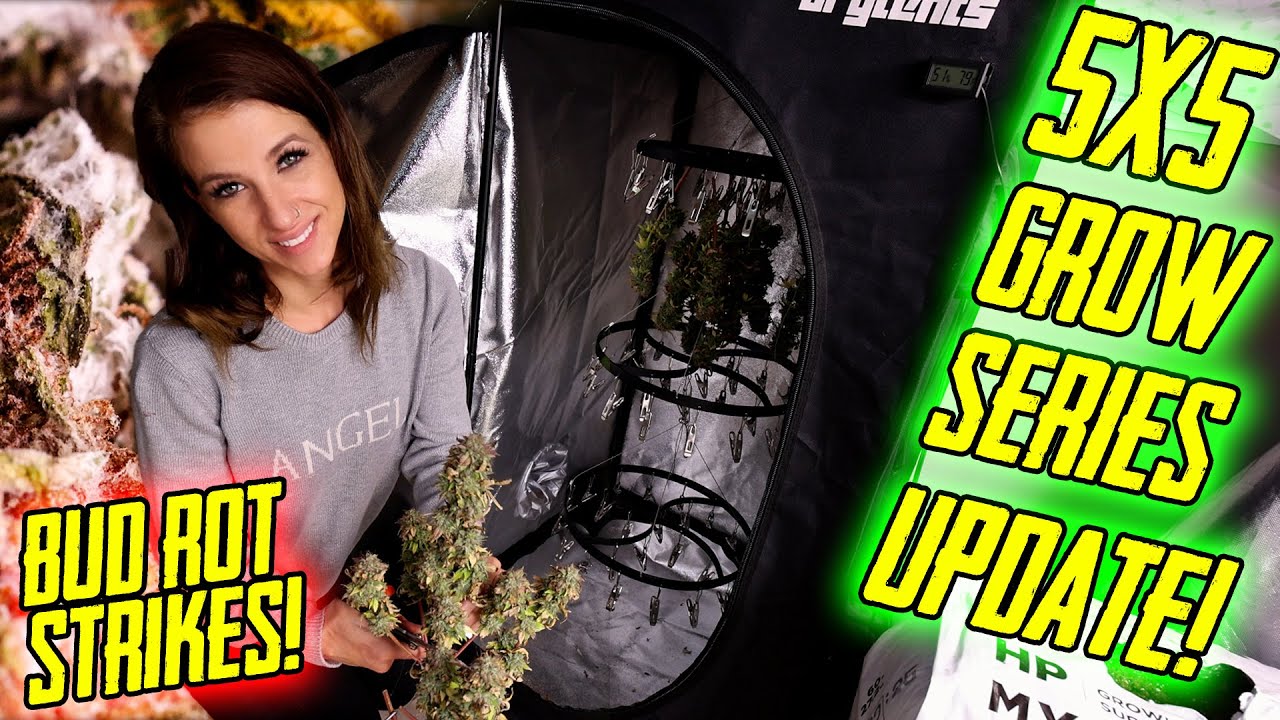 Bud Rot Strikes! When Dank Buds Go Bad!