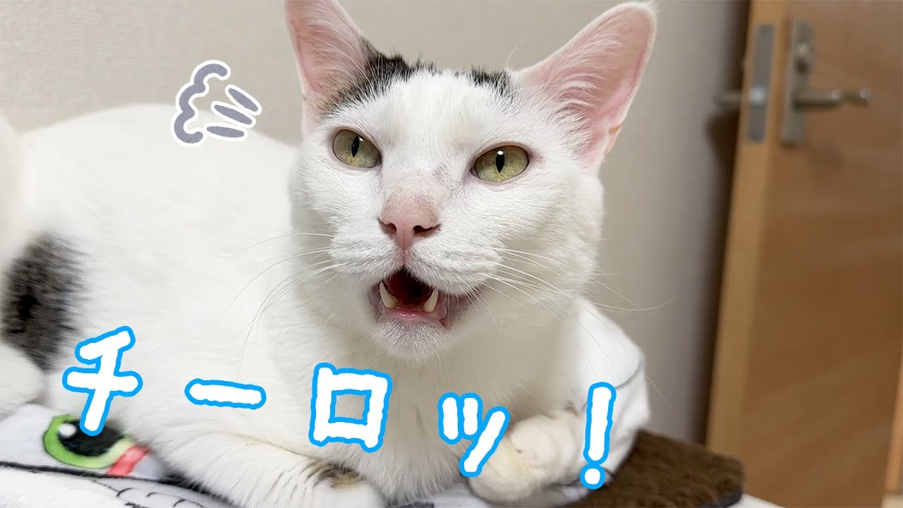 ついに自分の名前を喋れるようになった猫チロさん！