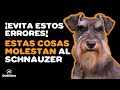 Schnauzer 7 cosas que no le gustan