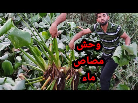 خطر يهدد العراق بلاد الرافدين نبات زهرة النيل القاضيه علئ المياه ابو هدهد حيدر الزركاني مغامرات بحث