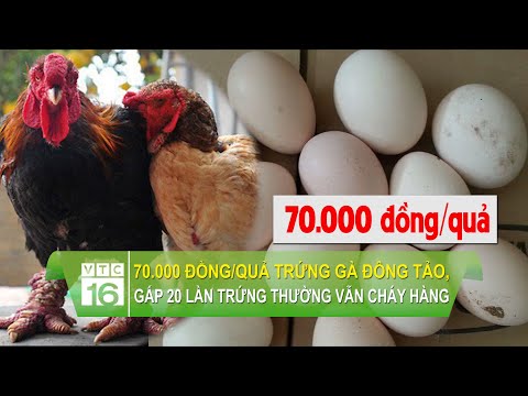 Video 70.000 đồng/quả trứng gà Đông Tảo - đắt gấp 20 lần... - youtube