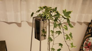 【観葉植物】部屋に植物オシャレに飾る鉢つくってみた！ #観葉植物　#オシャレ　#interior　#インテリア　#ピカピカ　#mocchanworks