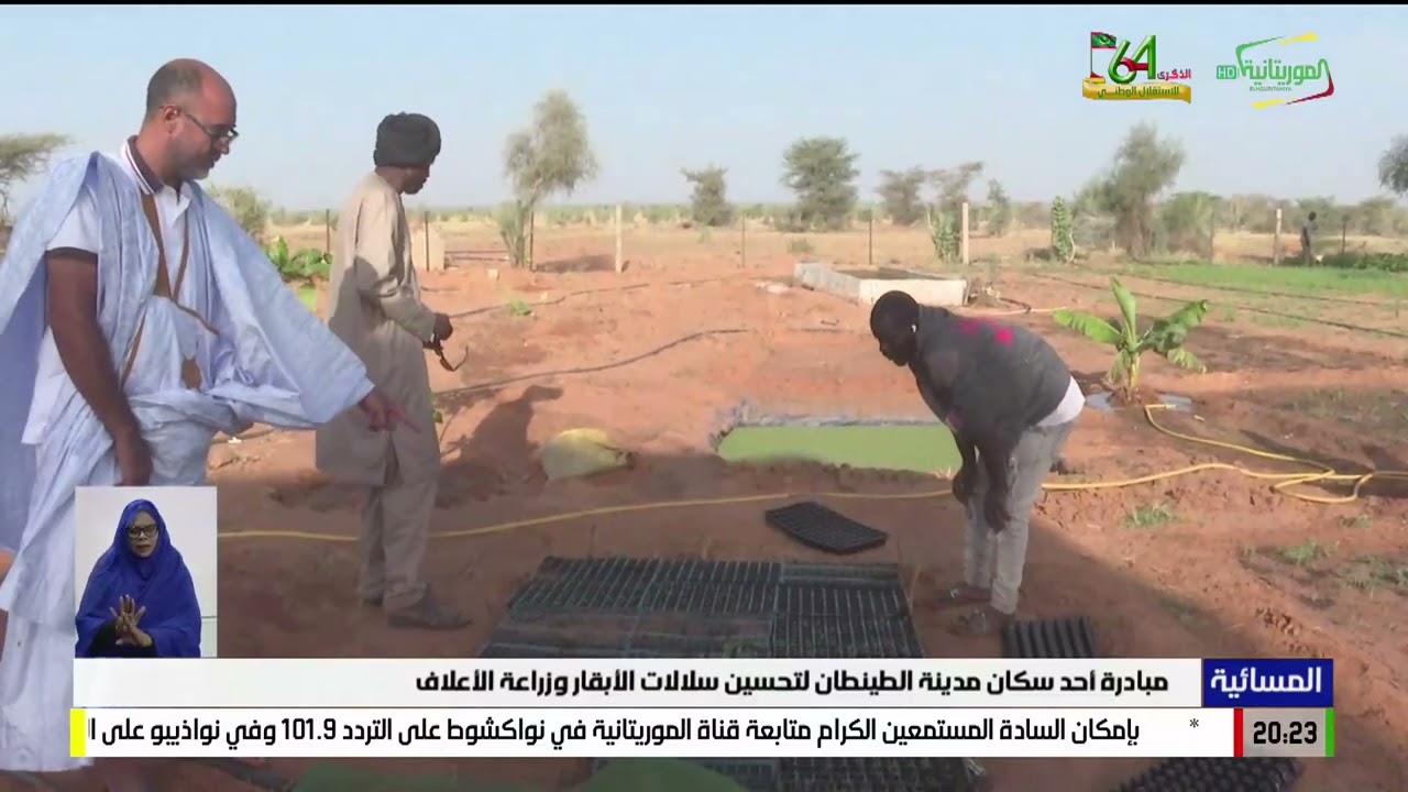 مبادرة أحد سكان مدينة الطينطان لتحسين سلالات الأبقار وزراعة الأعلاف