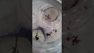Black Widow vs Brown Widow