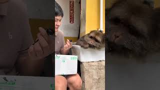 Xingxing：You Fist Please 🐵 #Monkey #Cute #Monkeyxingxing #Lovely #Animals