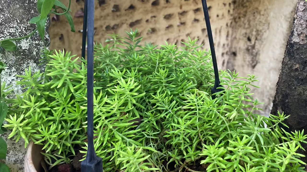 Lemon coral sedum plant-मराठी Varsha Sheth