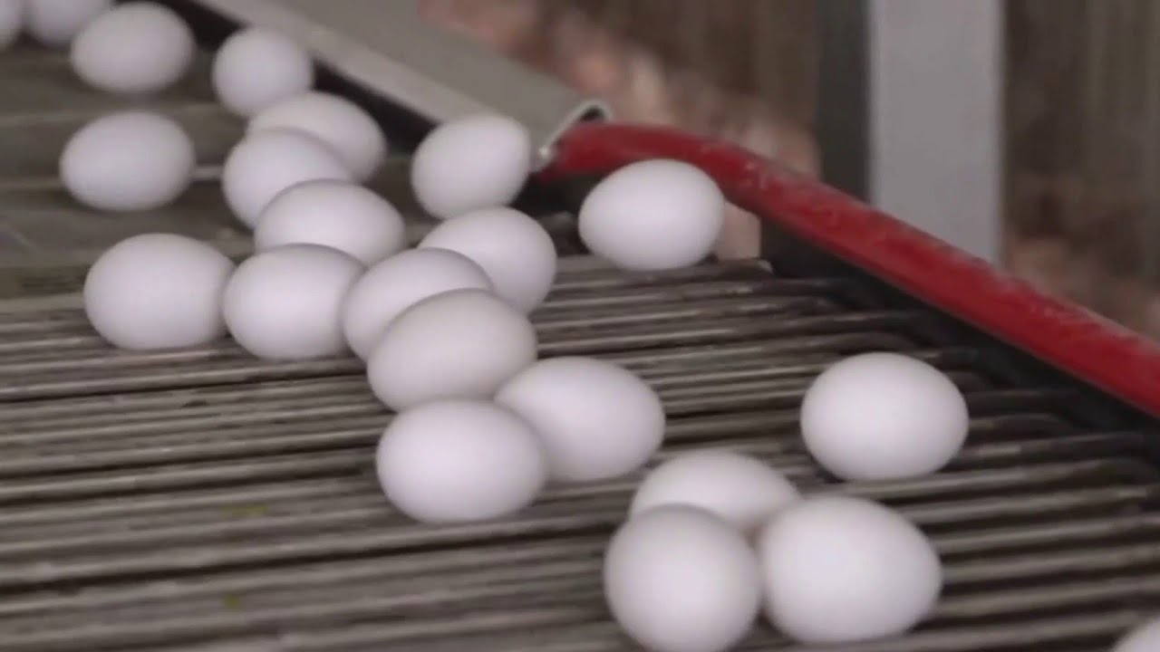 Egg shortages lead Costco and Trader Joe's to limit purchases