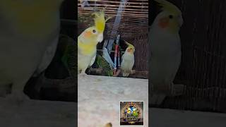 Cute Cockatiel &amp; Budgie Evening Playtime 🐦 | Happy Pet Birds in Aviary #subscribe #birds