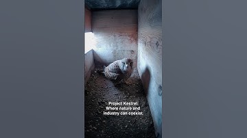 Through the Kestrel Project, we provide a safe haven for kestrel falcons