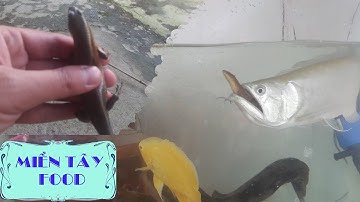 Thử Thách Cá Rồng Ăn Rắn Mối Sẽ NTN | Cá Rồng Ăn Rắn Mối | Arowana Eating Lizard