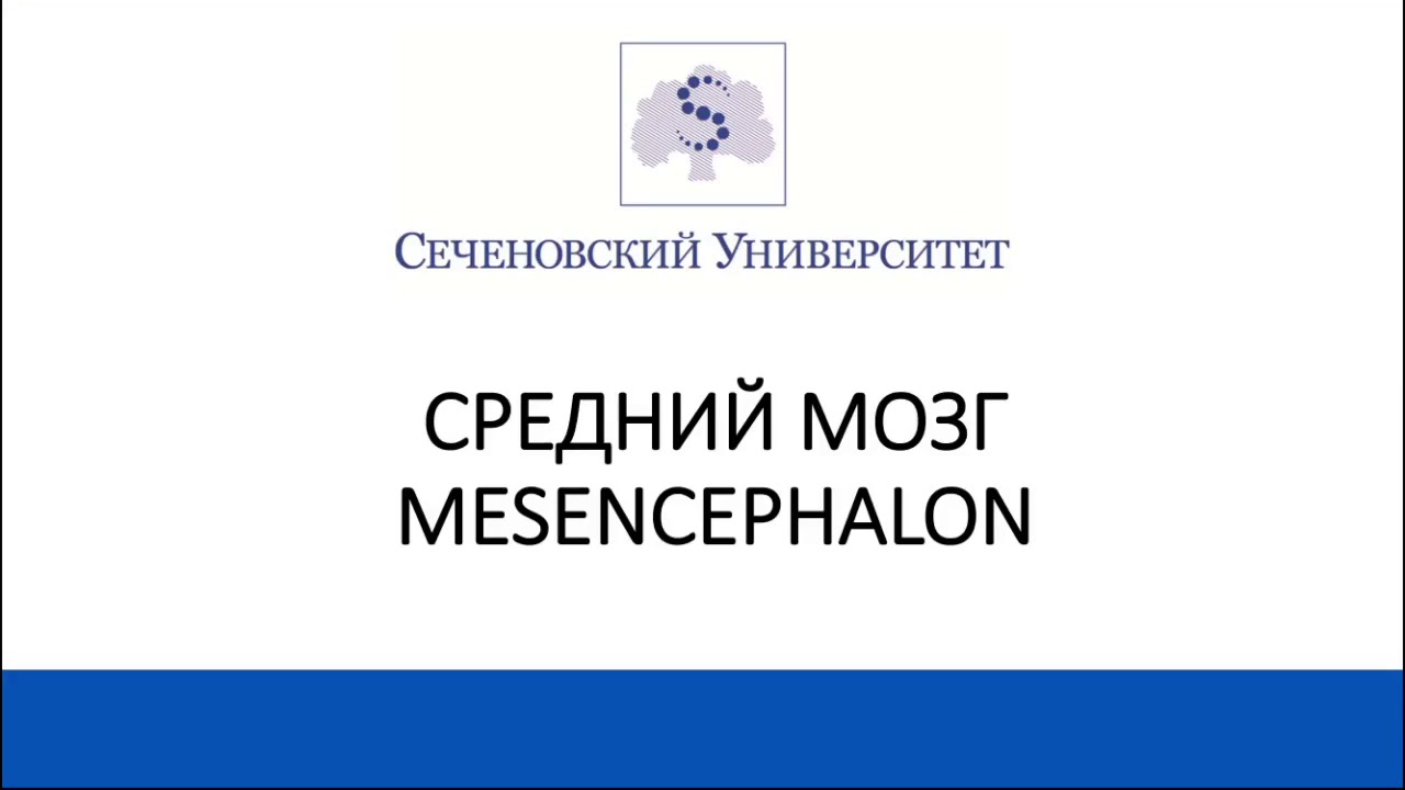 АНАТОМИЯ ЭКЗАМЕН #СРЕДНИЙ МОЗГ