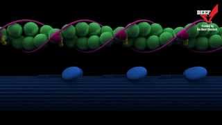 Beef Muscle Contraction and Relaxation