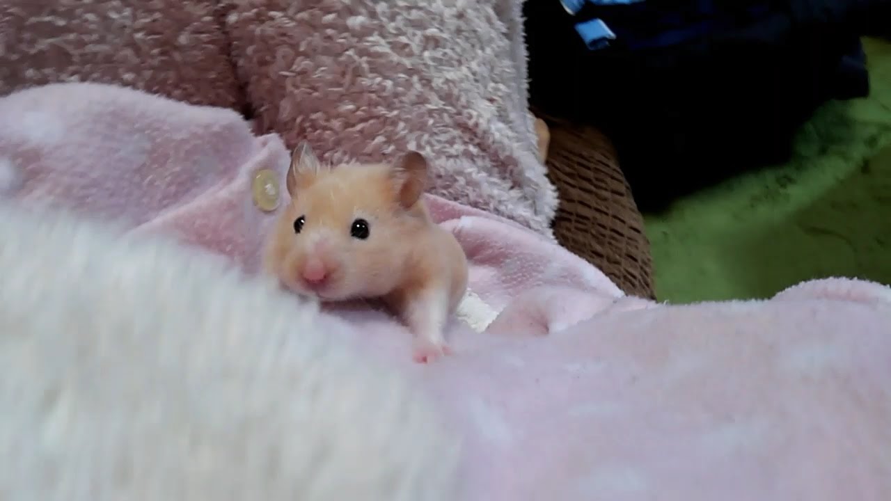 懐くと肩まで登ってくる おもしろ可愛いハムスターcute Funny Hamster Youtube