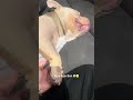 I can hold my own hand 😑 #pocketbully #fyp #dog #viral #trend