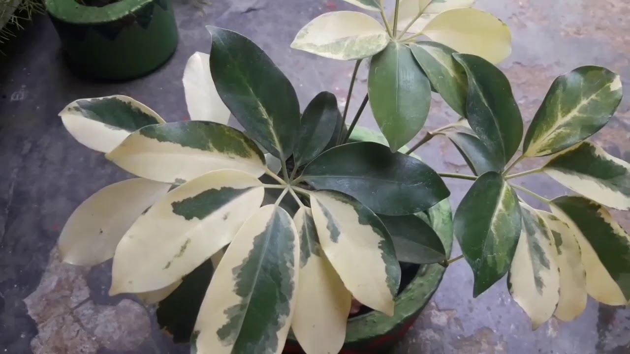 How to care schefflera plant in summar ( umbrella plant ) YouTube