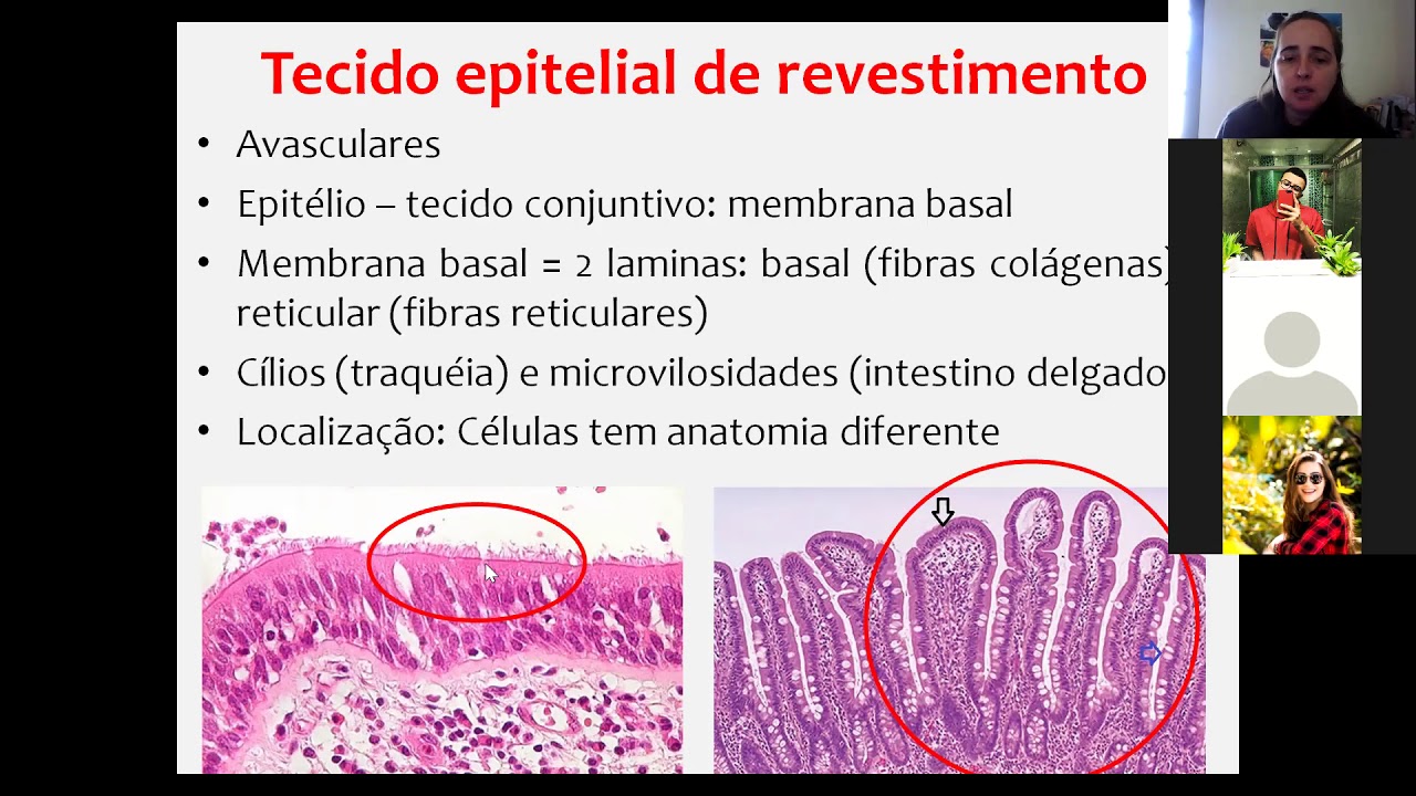 Biologia Tecido Epitelial Parte 02 Youtube