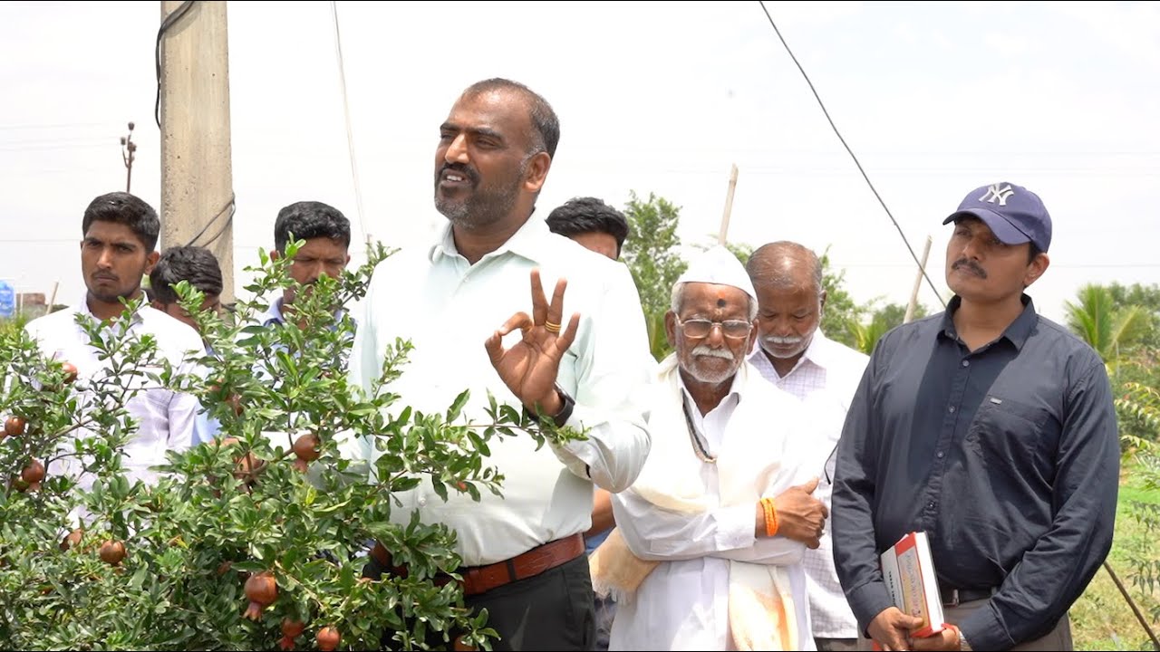 SCTवैदीक डाळींब ,ऐन सेटींगमध्ये ४० दिवस पाणी नव्हते अर्धे फळं फूलं जळून गळून गेले तरी बाग यशस्वी‼️