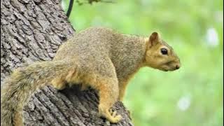 SUARA TUPAI JERNIH | SUARA BAJING POHON SUPER JERNIH | 0072