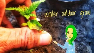 Outdoor winter weed in a camp tent. Low stress training. Sour Diesel Auto June 2024