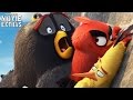 The Angry Birds Movie Clip Compilation (2016)