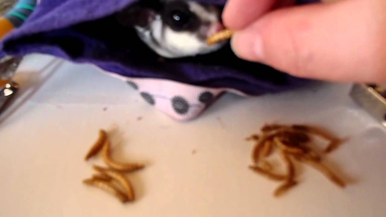 Sugar glider mealworm taste test YouTube