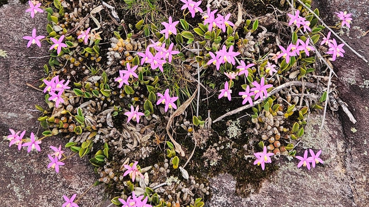 Laelias em habitat natural ☺️Magestosa .