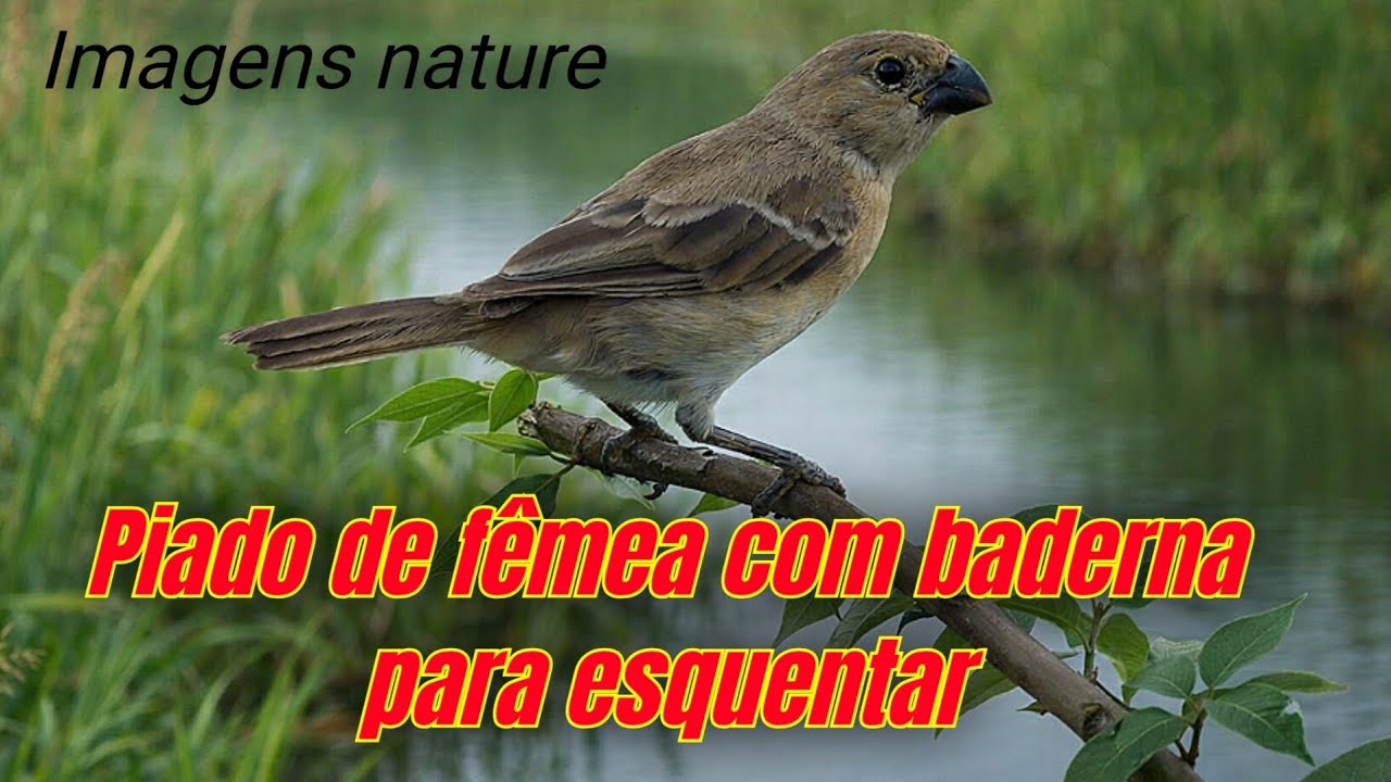 Fêmea de golinha chamando e macheando para esquentar o macho ou patativa brejal 