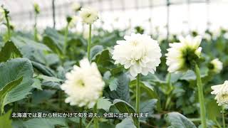GREEN WEB 空間を彩る道産の花たち JA北空知広域連 北空知元気