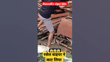 Live Russell Viper Snake Bite Shorts Youtubeshorts Viralvideo 