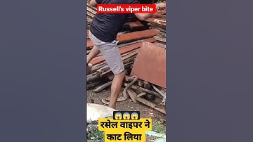 Thumbnail of live russell viper snake bite #shorts #youtubeshorts #viralvideo