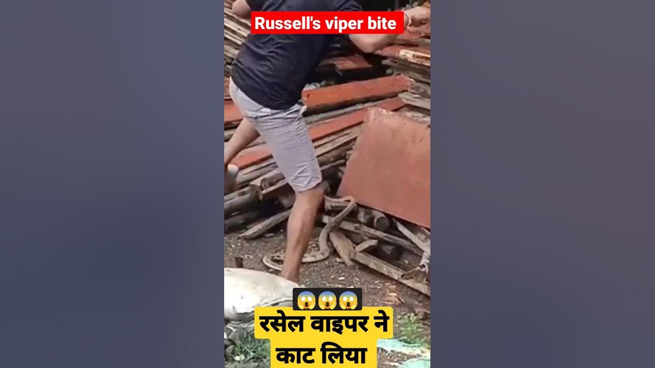 live russell viper snake bite #shorts #youtubeshorts #viralvideo