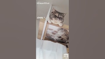 Paws in the air!! #shorts #myzoo #catvideos