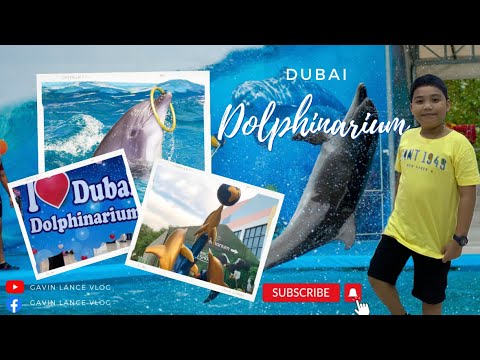 DOLPHIN & SEAL SHOW – DUBAI DOLPHINARIUM| GAVIN LANCE VLOG #uae #dubai