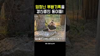 엄청난 뿌빠기록을 갱신중인 둥이들! #강바오 #루이바오 #후이바오