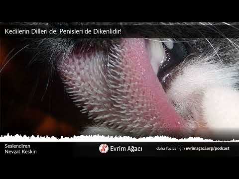 Kedilerin Dilleri de, Penisleri de Dikenlidir!