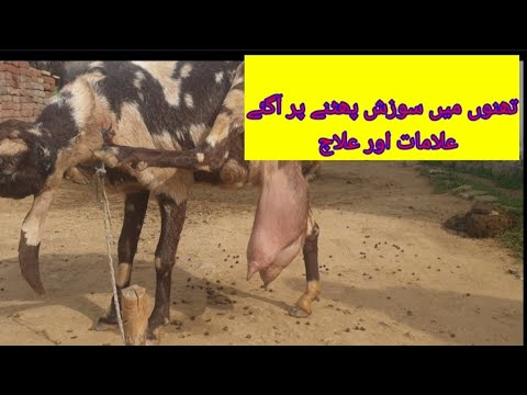     بکری تھنوں کی سوزش